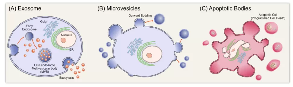 Schematic representation of extracellular vesicles (Gurunathan, S. et al., 2019)